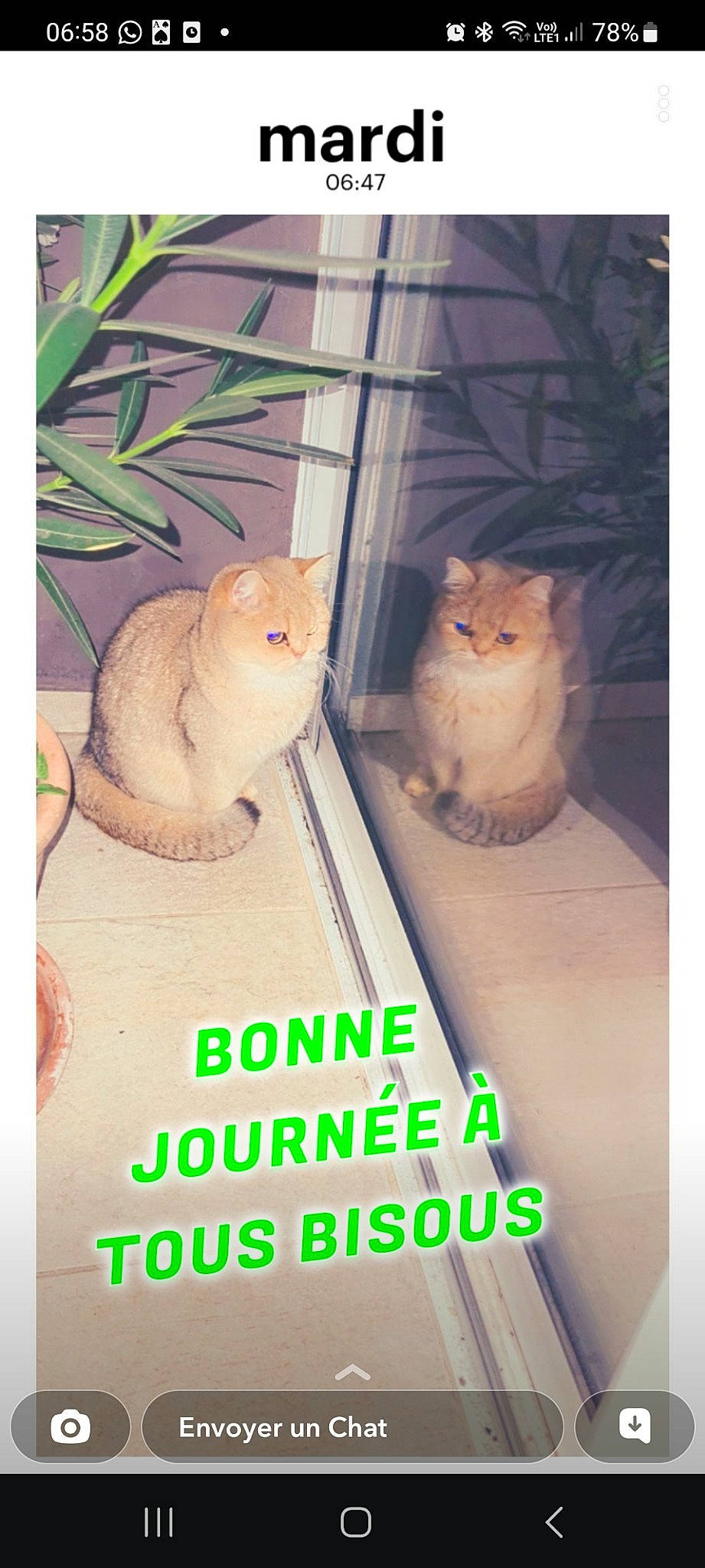 Mischka a rejoint le concours — aidez-le/la à gagner de superbes lots ! adaptation, carnivore, cat, cat_supply, fawn, felidae, font, fur, happy, mammal, pet_supply, photo_caption, rectangle, room, small_to_medium_sized_cats, tail, terrestrial_animal, toy, whiskers, wood