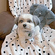 Cornelius is registered to the contest to win money with this photo: blue_eye, brown_eye, collar, couch, cozy, cute, dog, elephant_toy, fur, heterochromia, home, indoor, looking_up, pet, plush_toy, polka_dot_blanket, sitting, small_dog, tag, white_blanket