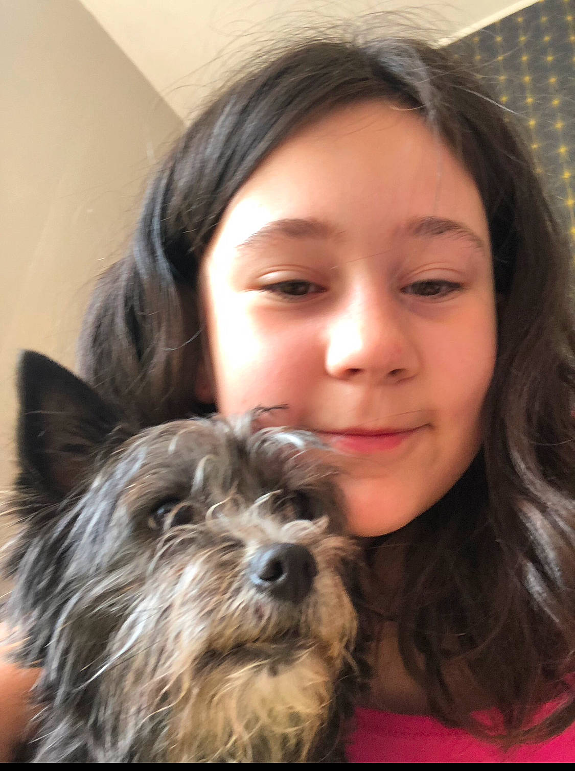 Cléonice a rejoint le concours — aidez-le/la à gagner de superbes lots ! biewer_terrier, black_hair, brown_hair, canidae, carnivore, comfort, companion_dog, dog, dog_breed, ear, eyelash, fur, happy, iris, joy, liver, long_hair, person, small_terrier, smile