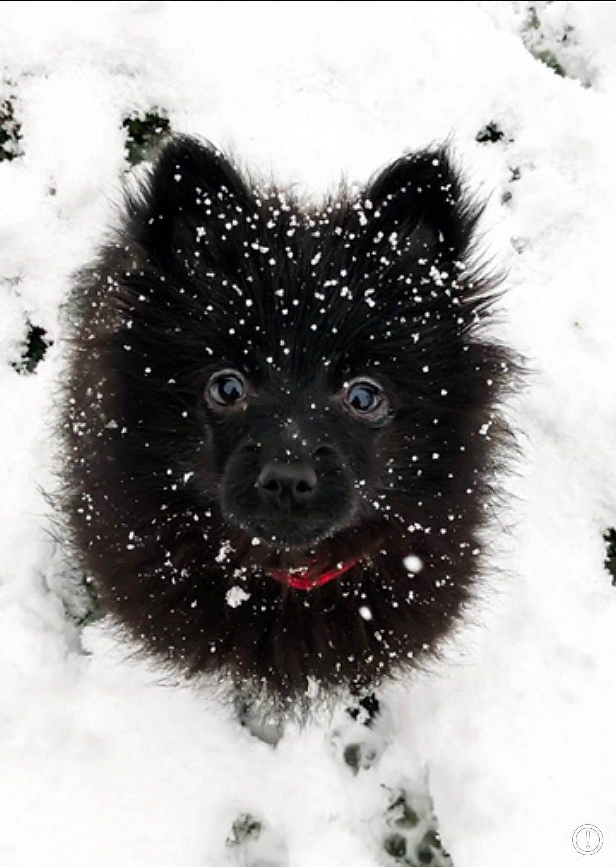 Naivy a rejoint le concours — aidez-le/la à gagner de superbes lots ! black_and_white, canidae, carnivore, dog, dog_breed, german_spitz_mittel, keeshond, mammal, non_sporting_group, pomeranian, schipperke, snout, snow, spitz