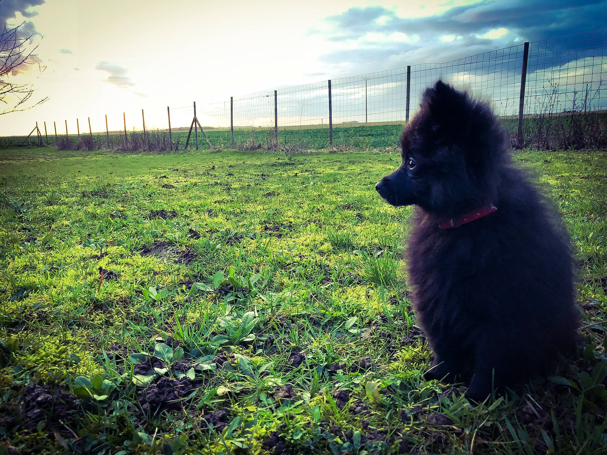 Naivy participe au concours pour gagner de l'argent avec cette photo : belgian_shepherd, canidae, carnivore, cloud, companion_dog, dog, dog_breed, eurasier, german_spitz_mittel, grass, meadow, meteorological_phenomenon, morning, non_sporting_group, plant, pomeranian, schipperke, sky, sunlight, tree