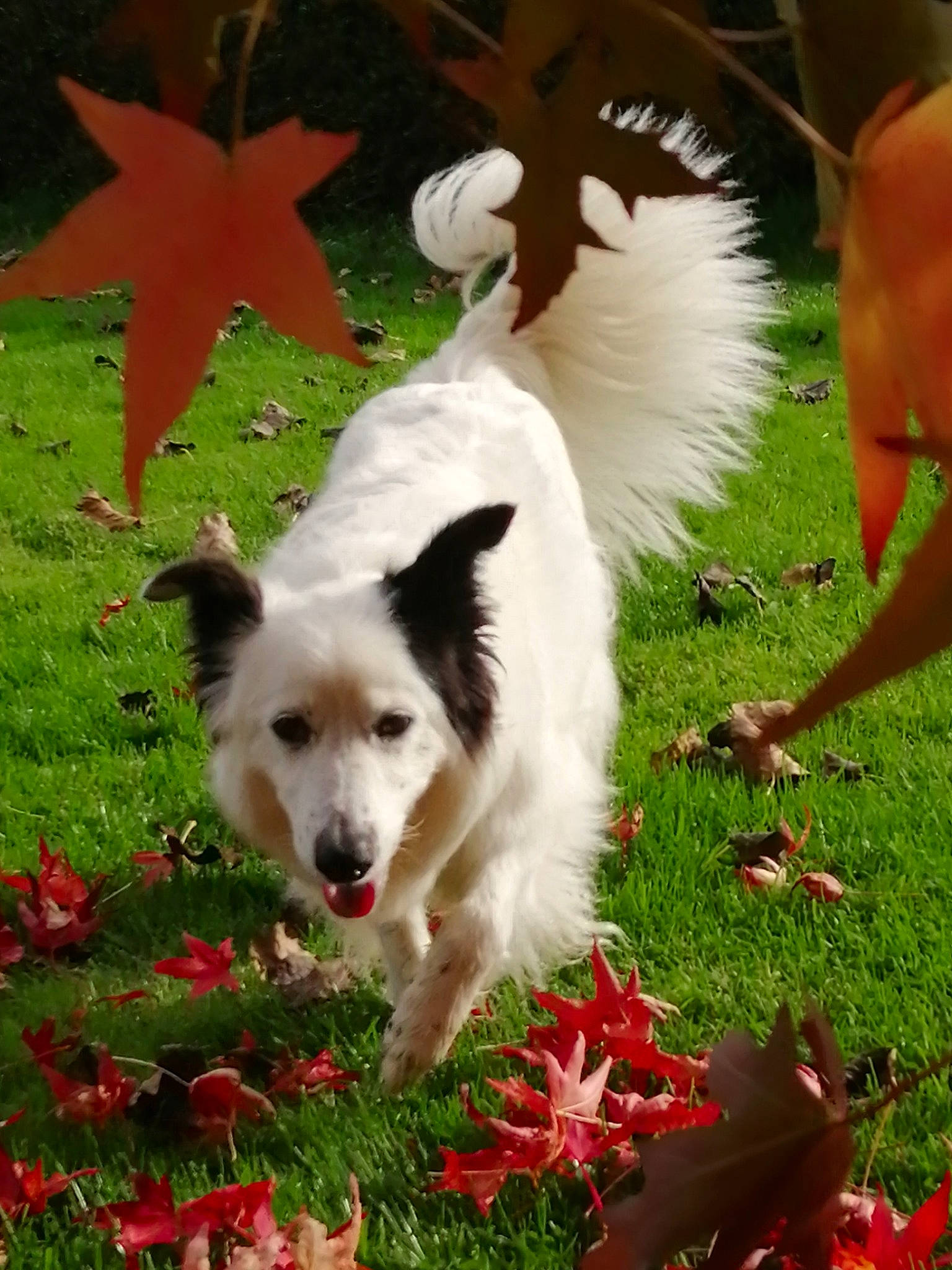 Kenzy participe au concours pour gagner de l'argent avec cette photo : ancient_dog_breeds, canidae, carnivore, companion_dog, coquelicot, dog, dog_breed, dog_supply, flower, fur, grass, green, happy, herding_dog, non_sporting_group, plant, sporting_group, tail, toy_dog, working_dog