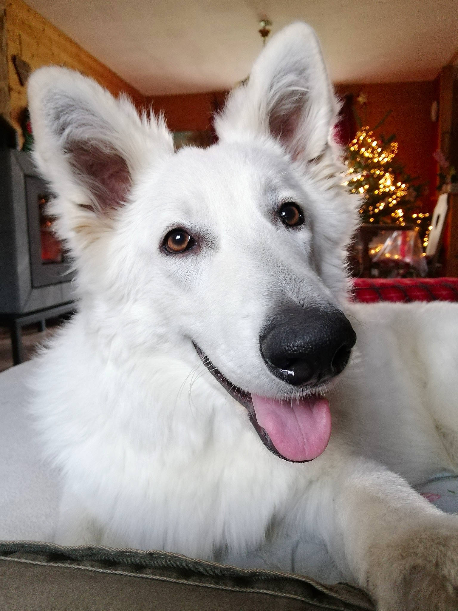 Taïka a rejoint le concours — aidez-le/la à gagner de superbes lots ! ancient_dog_breeds, canidae, carnivore, collar, companion_dog, dog, dog_breed, ear, fang, fur, houseplant, jaw, non_sporting_group, plant, snout, sporting_group, whiskers, whiteboard, working_animal, working_dog