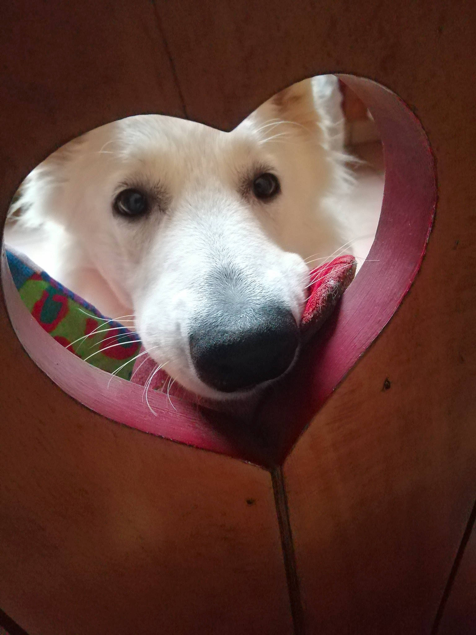 Taïka a rejoint le concours — aidez-le/la à gagner de superbes lots ! canidae, carnivore, companion_dog, dog, dog_breed, dog_supply, ear, eye, fawn, jaw, paw, pet_supply, photo_caption, retriever, selfie, snout, sporting_group, whiskers, wood, working_animal