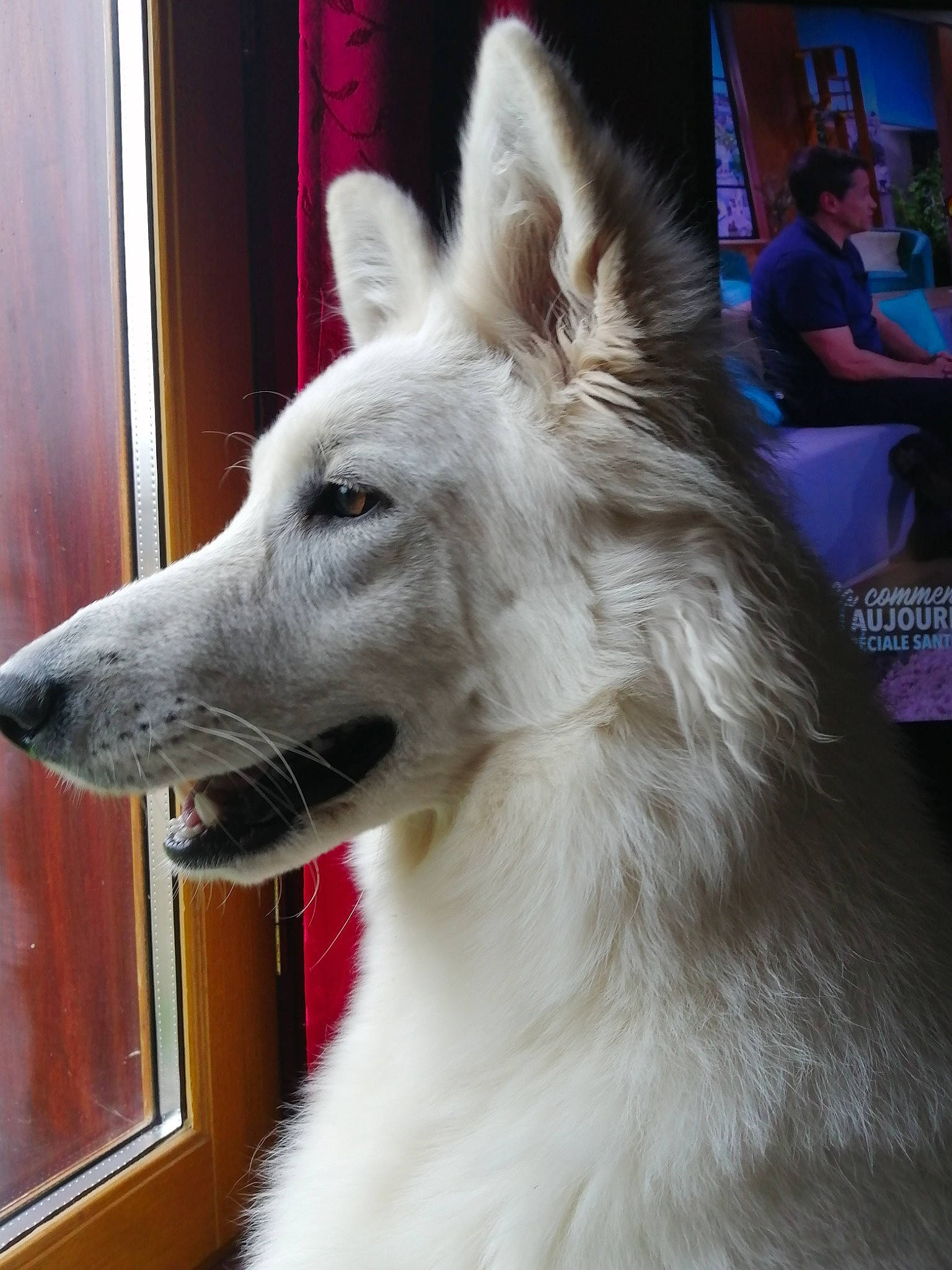 Taïka participe au concours pour gagner de l'argent avec cette photo : ancient_dog_breeds, borzoi, canidae, carnivore, chair, companion_dog, dog, dog_breed, event, fur, giant_dog_breed, non_sporting_group, snout, sporting_group, t_shirt, terrestrial_animal, whiskers, working_animal, working_dog