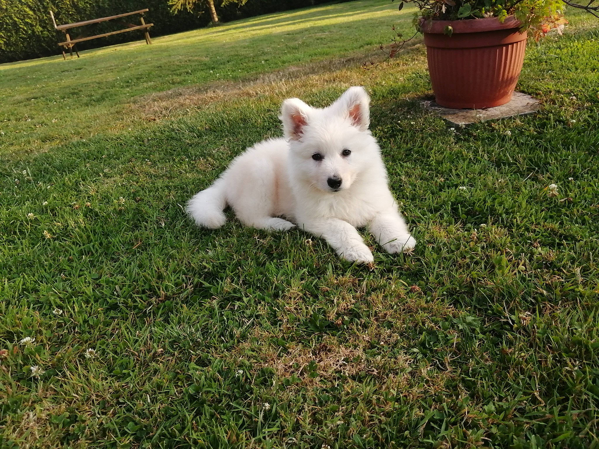 Taïka participe au concours pour gagner de l'argent avec cette photo : canidae, carnivore, companion_dog, dog, dog_breed, fawn, flowerpot, garden, grass, groundcover, houseplant, lawn, non_sporting_group, plant, shrub, sporting_group, tail, terrestrial_animal, tree, yard