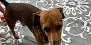 Jasper is registered to the contest to win money with this photo: animal, backyard, brown_dog, canine, close_up, collar, daylight, dog, ears, four_legs, fur, grass, nature, outdoor, patterned_rug, pet, rug, tail, teal_collar, wooden_deck