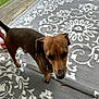 animal, backyard, brown_dog, canine, close_up, collar, daylight, dog, ears, four_legs, fur, grass, nature, outdoor, patterned_rug, pet, rug, tail, teal_collar, wooden_deck
