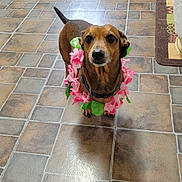 Jasper joined the competition — help win amazing prizes! animal, brown_dog, collar, curious, cute, dog, domestic_animal, ears, flooring, flower_lei, fur, home, indoor, leash, looking_up, pet, shadow, small_dog, tail, tile_floor