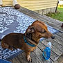 Jasper is registered to the contest to win money with this photo: animal, blue_liquid, bottle, collar, dachshund, daylight, dog, football, grass, house, leisure, nail, outdoor, paw, pet, rug, side_view, small_dog, wooden_deck, yellow_siding