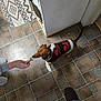 Jasper is registered to the contest to win money with this photo: animal, brown_dog, caring, cozy, dog, feeding, floor, footwear, home, indoor, jeans, person_hand, pet, rug, small_dog, sweater, tail, tile, tiled_floor, treat