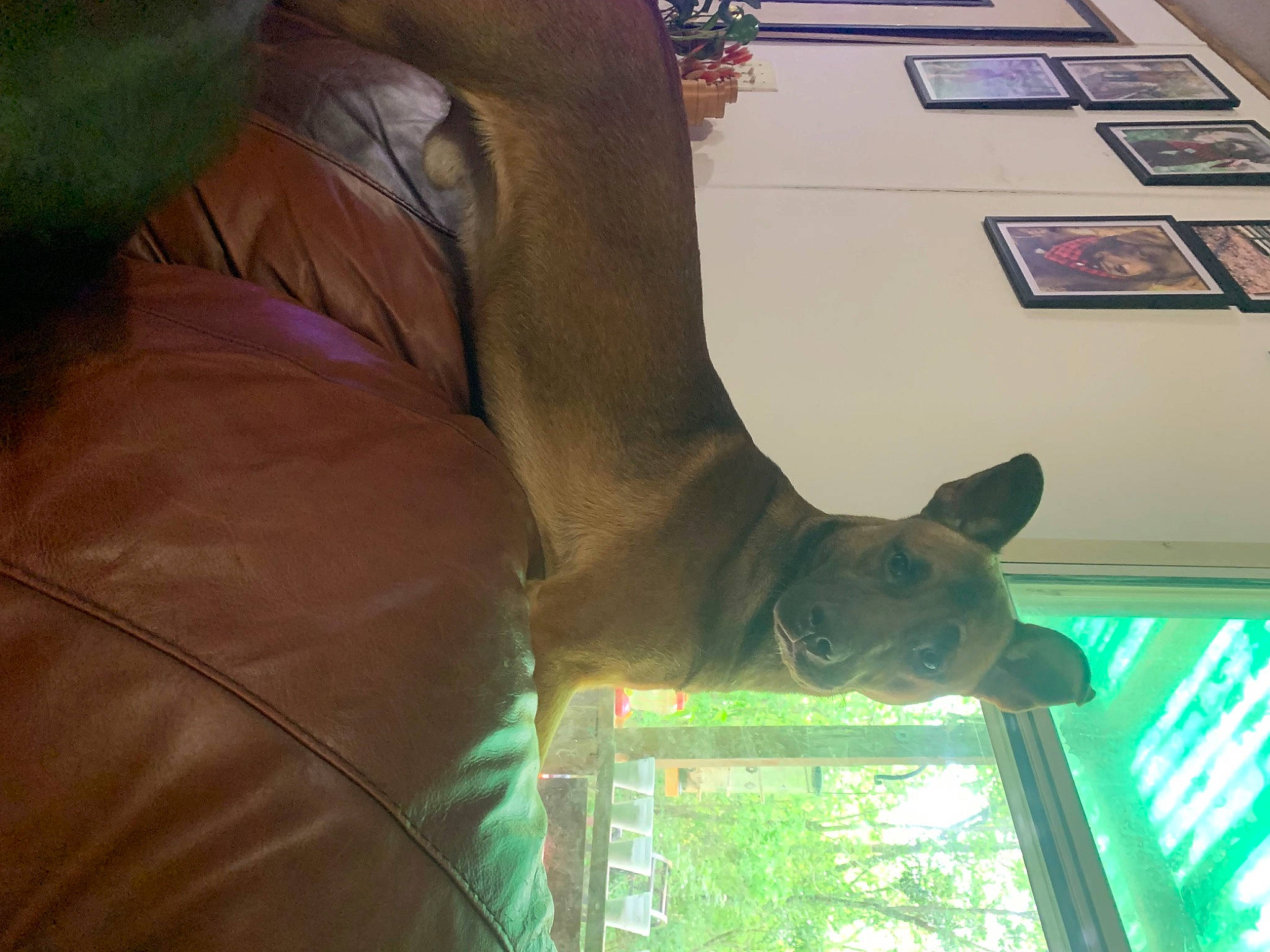 Leo is registered to the contest to win money with this photo: fawn, felidae, flooring, fun, fur, gesture, giraffe, giraffidae, human_leg, photograph, picture_frame, recreation, room, sculpture, statue, tail, tree, visual_arts