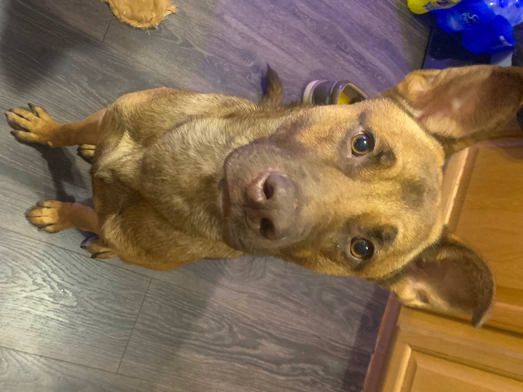 Leo joined the competition — help win amazing prizes! canidae, carnivore, companion_dog, dog, dog_breed, fawn, guard_dog, metal, non_sporting_group, office_ruler, snout, sporting_group, terrestrial_animal, whiskers, wood, working_animal