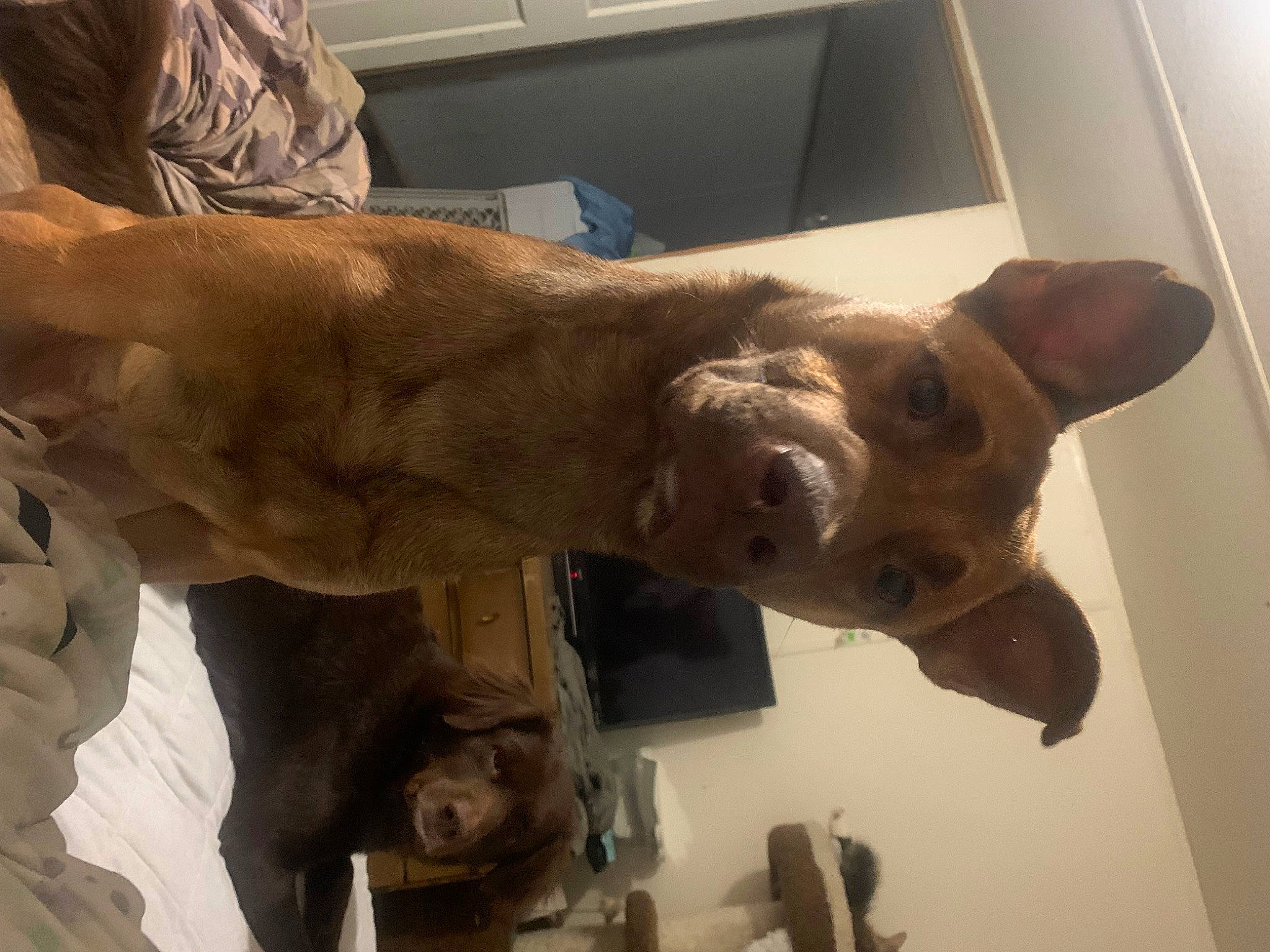 Leo is registered to the contest to win money with this photo: art, canidae, carnivore, companion_dog, dog, dog_breed, ear, fawn, fur, liver, non_sporting_group, sculpture, snout, sporting_group, terrestrial_animal, whiskers, wood, working_animal