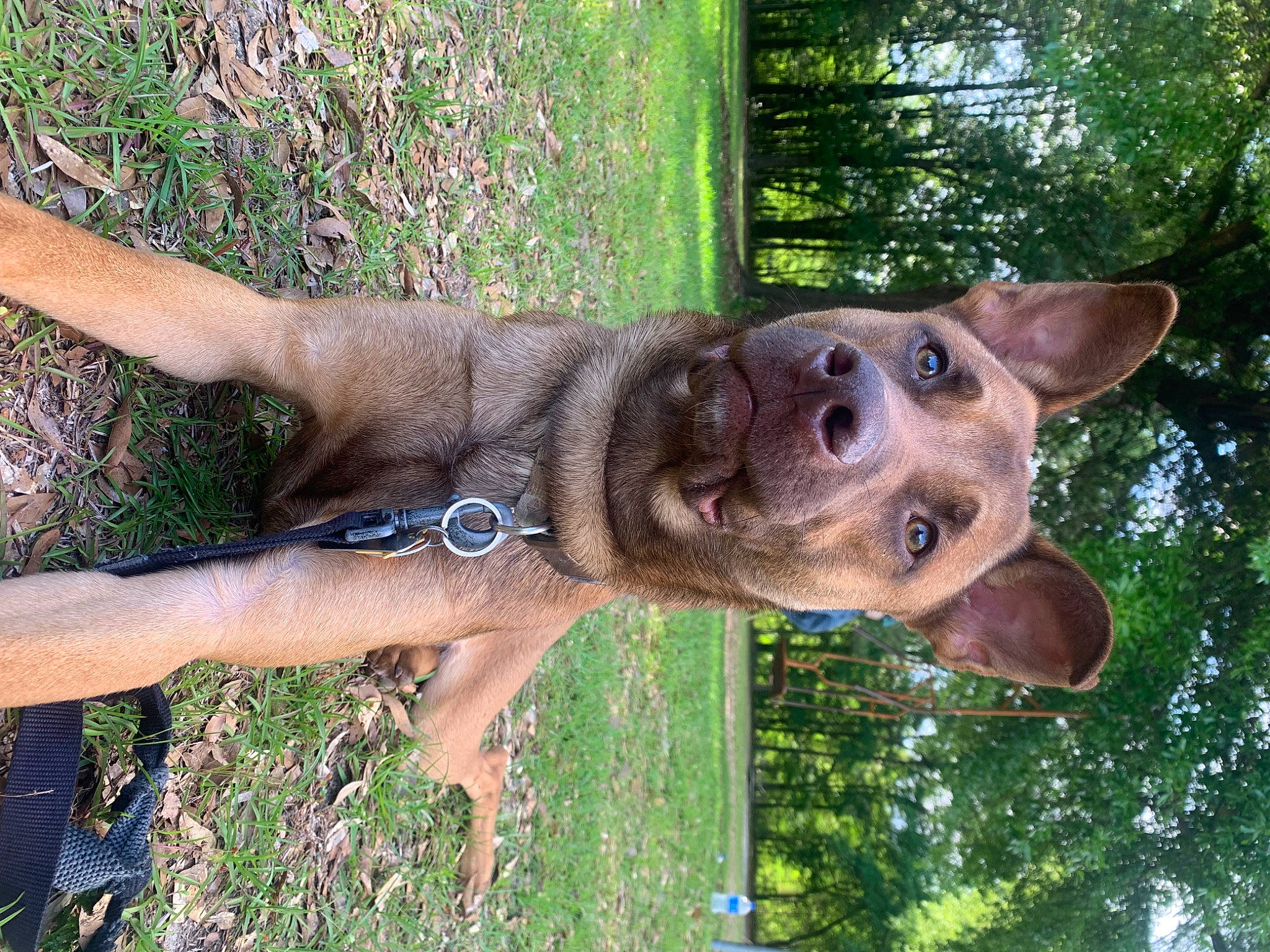 Leo is registered to the contest to win money with this photo: canidae, carnivore, dog, dog_breed, fawn, grass, groundcover, liver, palm_tree, plant, shade, snout, sporting_group, terrestrial_animal, tree, trunk, wood, working_animal, wrist