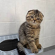 Tom participe au concours pour gagner de l'argent avec cette photo : animal, bathroom, cat, cute, eyes, face, fluffy, indoor, kitten, laundry_appliance, litter_tray, pet, photograph, portrait, sitting, striped_fur, tabby, tail, tile, whiskers