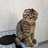 animal, bathroom, cat, cute, eyes, face, fluffy, indoor, kitten, laundry_appliance, litter_tray, pet, photograph, portrait, sitting, striped_fur, tabby, tail, tile, whiskers