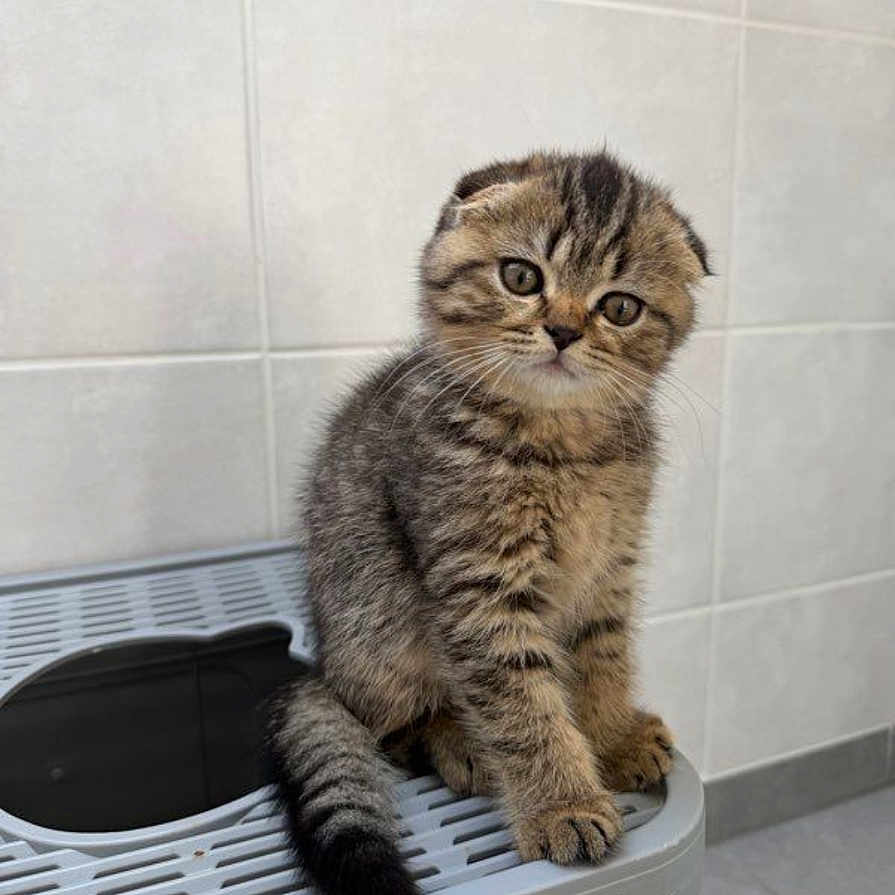 Tom