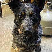 Henry is registered to the contest to win money with this photo: dog, pet, indoor, collar, pet_safe, floor, concrete, propane_tank, metal_furniture, black, gray, brown, ears, face, sitting, animal, canine, looking, closeup, curious
