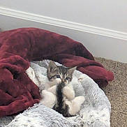 Tink joined the competition — help win amazing prizes! animal, bed, blanket, carpet, cat, comfort, cozy, cute, domestic, feline, fur, indoor, kitten, pet, playful, relaxation, resting, small, soft, young