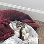 animal, bed, blanket, carpet, cat, comfort, cozy, cute, domestic, feline, fur, indoor, kitten, pet, playful, relaxation, resting, small, soft, young