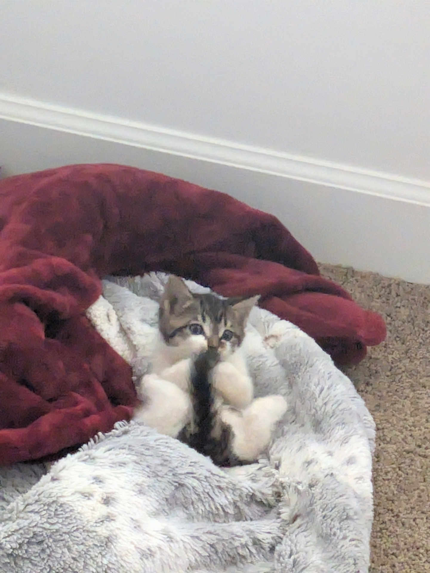Tink joined the competition — help win amazing prizes! animal, bed, blanket, carpet, cat, comfort, cozy, cute, domestic, feline, fur, indoor, kitten, pet, playful, relaxation, resting, small, soft, young