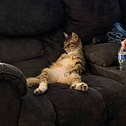 Hoosier joined the competition — help win amazing prizes! cat, tabby, lounge, couch, indoor, relaxation, pet, animal, feline, plush, dark_furniture, water_bottle, human_hand, comfort, resting, fur, whiskers, paw, domestic, lazy