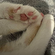 Margo joined the competition — help win amazing prizes! cat, paw, pink_paw_pads, fur, white_fur, close_up, cozy, blanket, texture, soft, animal, pet, resting, sleeping, cute, feline, whiskers, claws, relaxation, comfort