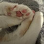 cat, paw, pink_paw_pads, fur, white_fur, close_up, cozy, blanket, texture, soft, animal, pet, resting, sleeping, cute, feline, whiskers, claws, relaxation, comfort