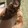 Margo is registered to the contest to win money with this photo: cat, dog, pet, fur, sleeping, snuggling, cozy, blanket, indoor, animal, friendship, cute, domestic, companion, resting, soft, small_dog, calico_cat, relaxing, warm_light