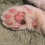 Margo joined the competition — help win amazing prizes! cat_paw, paw_pads, close_up, furry, pink, soft, texture, carpet, animal, pet, domestic_cat, whiskers, fur, cute, relaxing, sleeping, cozy, claws, mammal, indoor