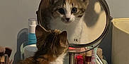 Margo is registered to the contest to win money with this photo: cat, kitten, mirror, reflection, calico, vanity, makeup, cosmetics, table, indoor, pet, curious, feline, face, looking, closeup, small, fur, cute, domestic