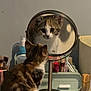 cat, kitten, mirror, reflection, calico, vanity, makeup, cosmetics, table, indoor, pet, curious, feline, face, looking, closeup, small, fur, cute, domestic