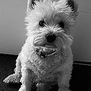 Gaufrette participe au concours pour gagner de l'argent avec cette photo : animal, attention, black_and_white, carpet, close_up, collar, curly_fur, cute, dog, domestic_animal, ears, face, fluffy, fur, indoor, pet, portrait, sitting, small_dog, whiskers