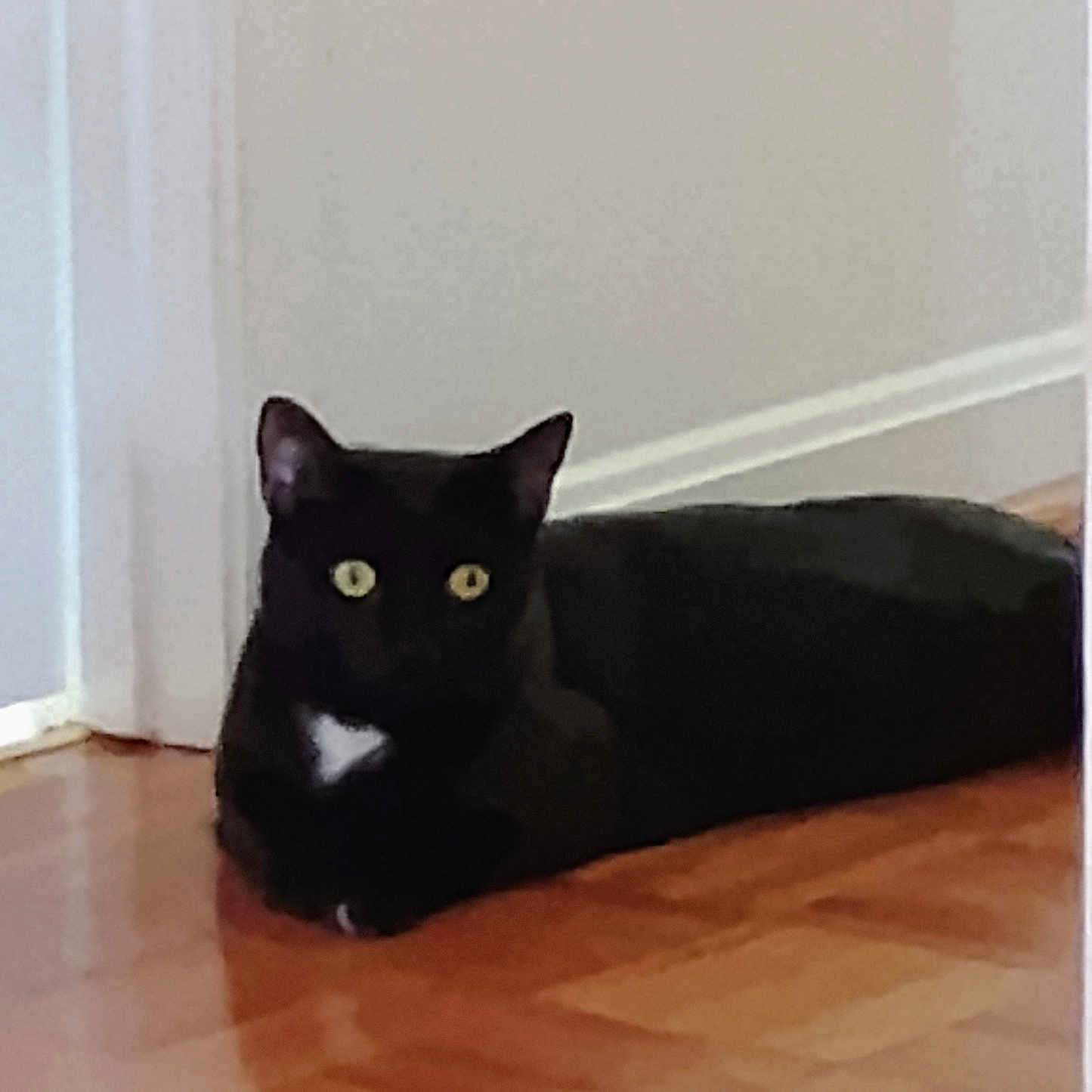 Jasper