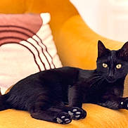 Gigi participe au concours pour gagner de l'argent avec cette photo : animal, black_cat, cat, cozy, cushion, cute, domestic_animal, ears, feline, fur, home_decor, indoor, living_room, looking_at_camera, paws, pet, relaxed, resting, whiskers, yellow_couch
