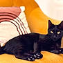 animal, black_cat, cat, cozy, cushion, cute, domestic_animal, ears, feline, fur, home_decor, indoor, living_room, looking_at_camera, paws, pet, relaxed, resting, whiskers, yellow_couch