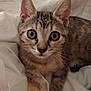 Diva participe au concours pour gagner de l'argent avec cette photo : kitten, cat, tabby, pet, animal, feline, cute, close_up, whiskers, ears, eyes, fur, bed, blanket, resting, young, indoor, domestic, soft, curious