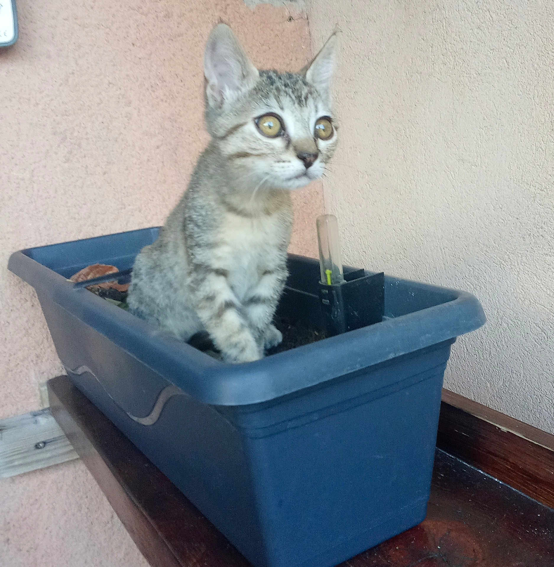 Diva participe au concours pour gagner de l'argent avec cette photo : kitten, cat, plant_pot, planter, blue, curious, pet, animal, indoor_plant_pot, feline, young, domestic_animal, whiskers, ears, eyes, sitting, wooden_surface, wall, close_up, small