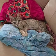 Diva a rejoint le concours — aidez-le/la à gagner de superbes lots ! kitten, cat, animal, pet, lying_down, blanket, colorful, patterned, cozy, indoor, fur, cute, young, resting, comfort, soft, small, domestic, relaxed, curious