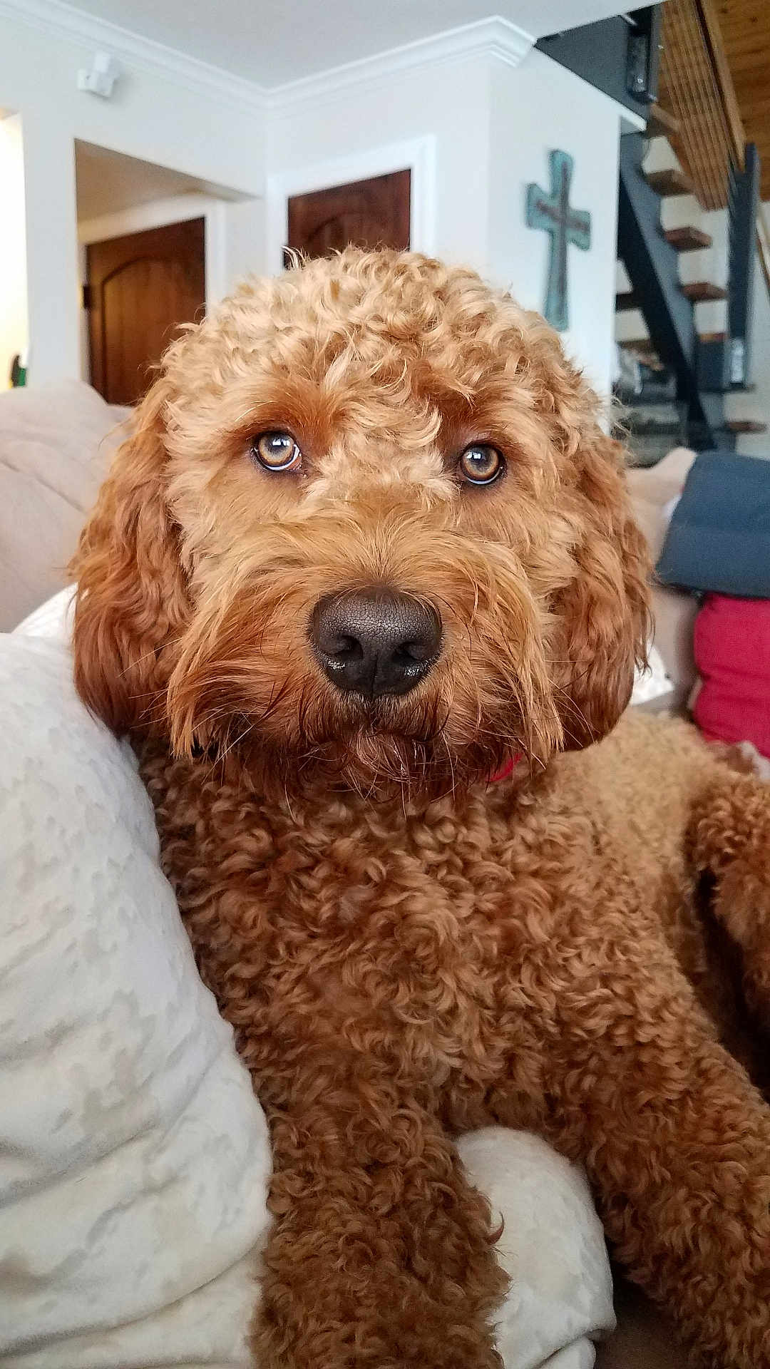 Dude joined the competition — help win amazing prizes! dog, curly_hair, brown_dog, pet, indoors, couch, pillows, living_room, close_up, fur, canine, relaxed, home, decor, stairs, wooden_door, cross, animal, companion, cute