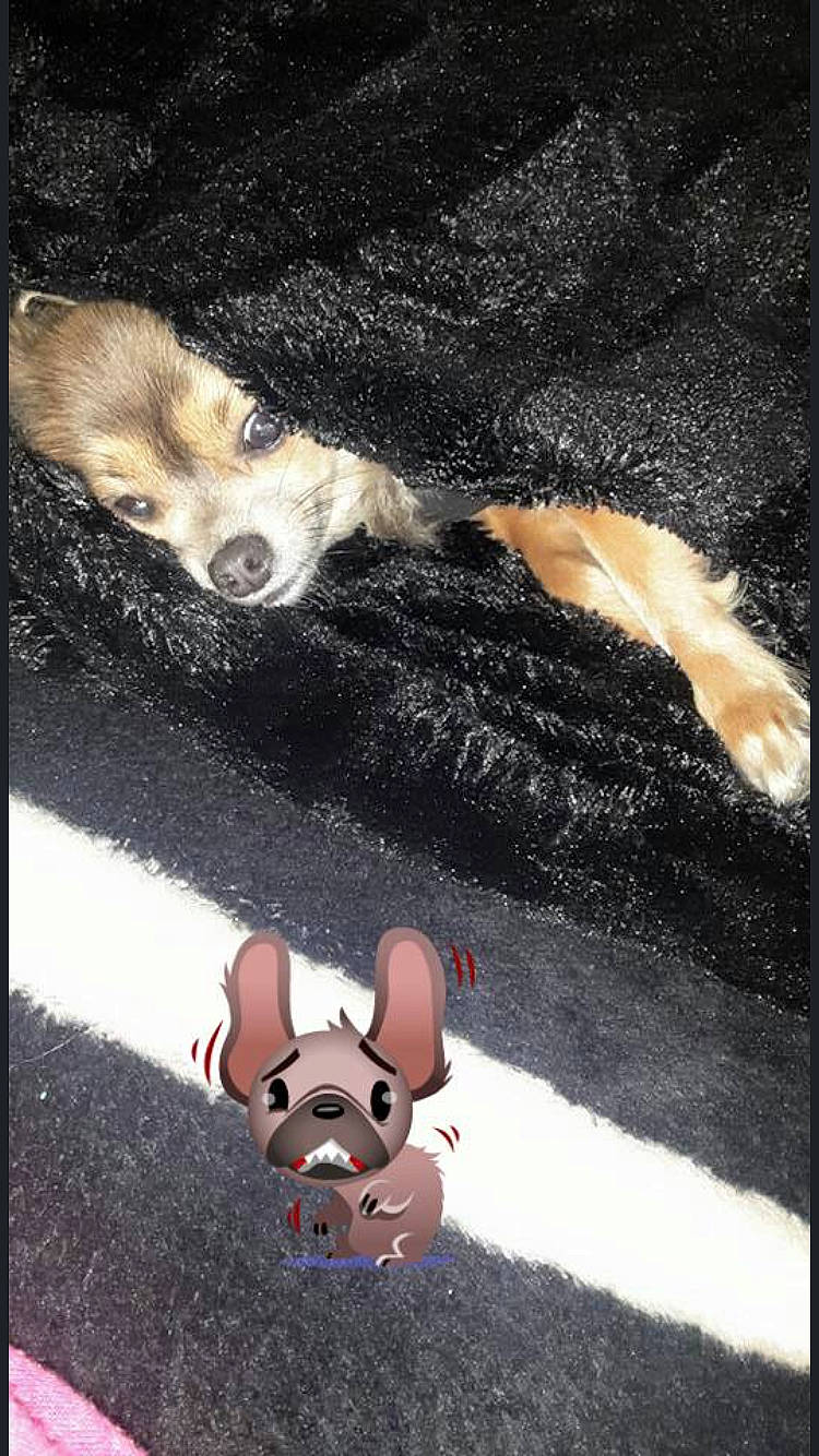Ina participe au concours pour gagner de l'argent avec cette photo : canidae, carnivore, chihuahua, dog, dog_breed, paw, puppy, snout, sporting_group
