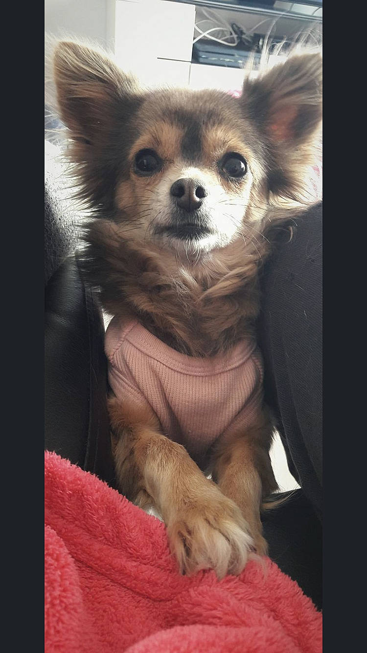 Ina a rejoint le concours — aidez-le/la à gagner de superbes lots ! canidae, carnivore, chihuahua, companion_dog, dog, dog_breed, ear, fawn, mammal, pomeranian, puppy, snout, toy_dog, vertebrate, whiskers