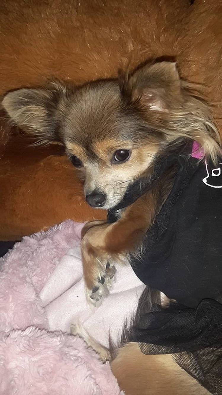 Ina participe au concours pour gagner de l'argent avec cette photo : canidae, carnivore, chihuahua, companion_dog, dog, dog_breed, fawn, mammal, papillon, puppy, russkiy_toy, snout, sporting_group, toy_dog, vertebrate, whiskers