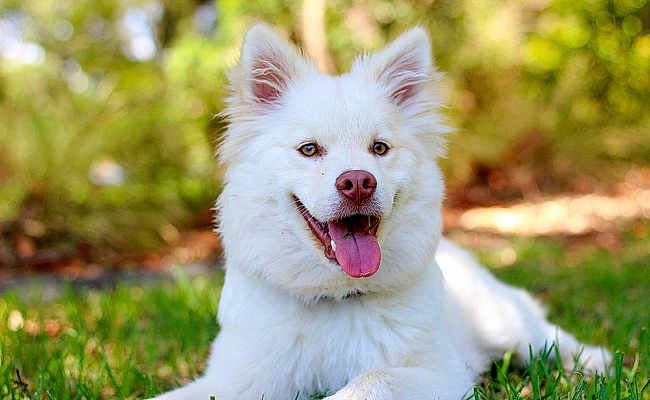 Choupi