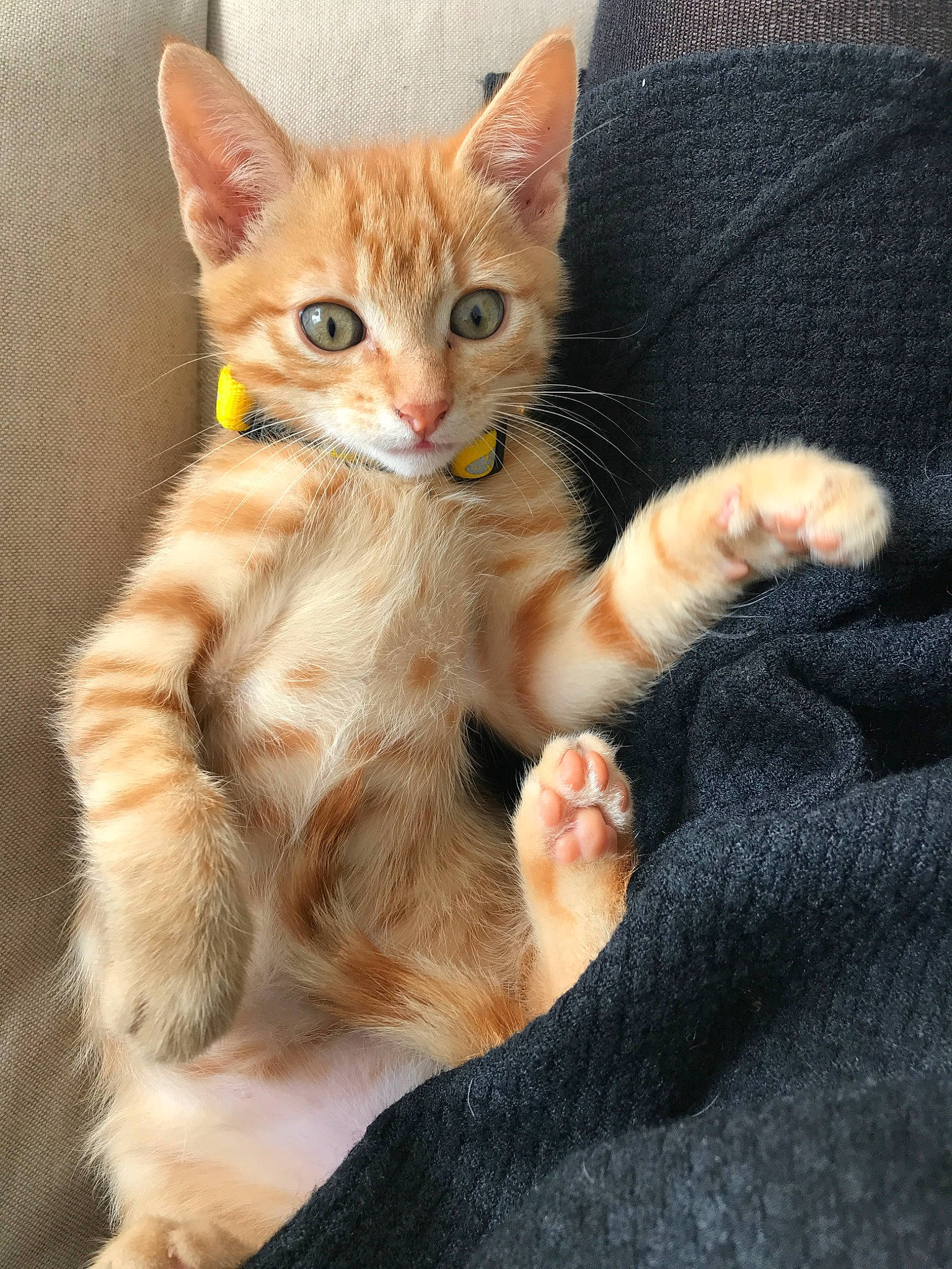 Rio participe au concours pour gagner de l'argent avec cette photo : aegean_cat, american_wirehair, arabian_mau, asian, australian_mist, carnivore, cat, domestic_short_haired_cat, european_shorthair, fawn, felidae, german_rex, kitten, mammal, oriental_longhair, oriental_shorthair, small_to_medium_sized_cats, tabby_cat, vertebrate, whiskers