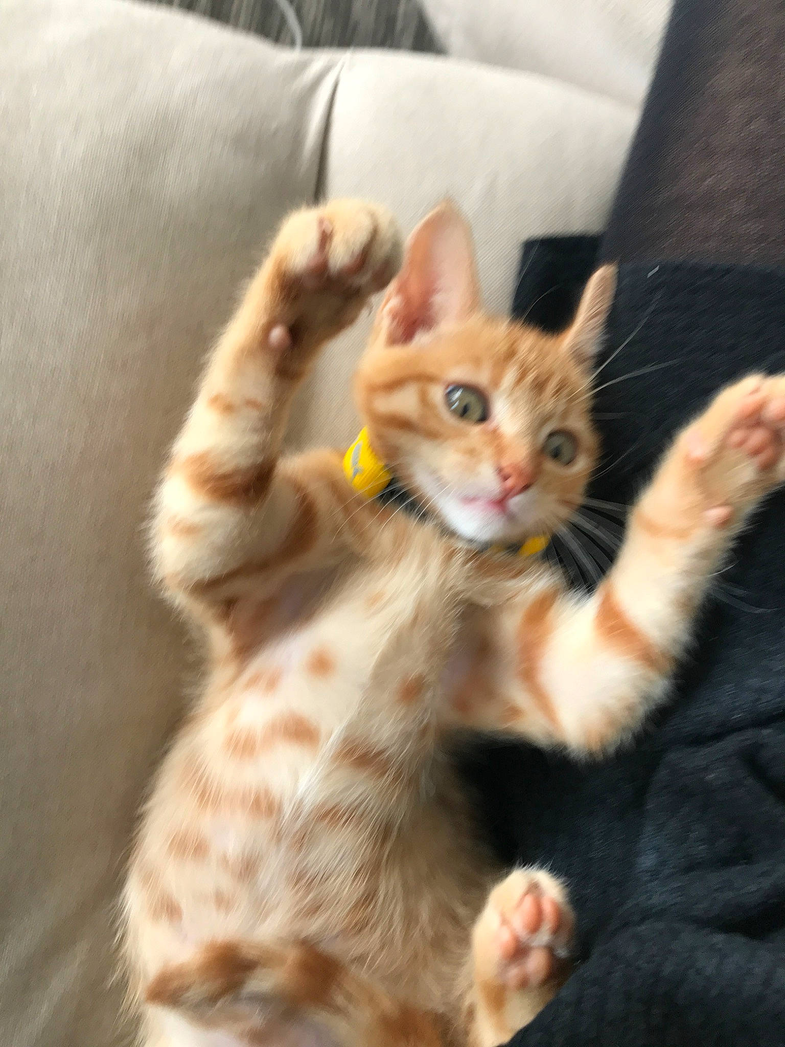 Rio a rejoint le concours — aidez-le/la à gagner de superbes lots ! aegean_cat, american_wirehair, arabian_mau, asian, australian_mist, carnivore, cat, domestic_short_haired_cat, european_shorthair, fawn, felidae, german_rex, kitten, mammal, oriental_longhair, small_to_medium_sized_cats, snapshot, tabby_cat, vertebrate, whiskers