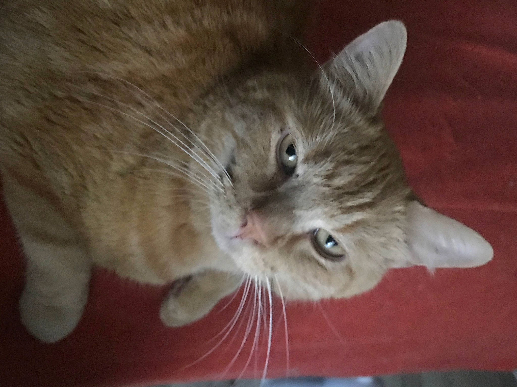 Groove participe au concours pour gagner de l'argent avec cette photo : aegean_cat, asian, australian_mist, british_semi_longhair, carnivore, cat, domestic_short_haired_cat, ear, european_shorthair, eye, fawn, felidae, fur, mammal, ojos_azules, polydactyl_cat, small_to_medium_sized_cats, snout, vertebrate, whiskers