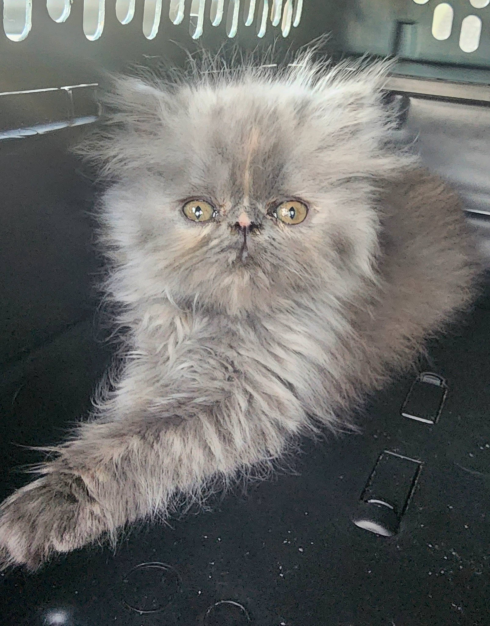 Church is registered to the contest to win money with this photo: asphalt, british_longhair, carnivore, cat, felidae, fur, paw, persian, photo_caption, sitting, small_to_medium_sized_cats, snout, tail, terrestrial_animal, whiskers