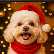 Bubbles is registered to the contest to win money with this photo: dog, santa_hat, scarf, holiday, christmas, festive, smiling, pet, cute, fluffy, indoor, decorations, snowman, winter, warm_lighting, portrait, animal, cheerful, red, background_blur
